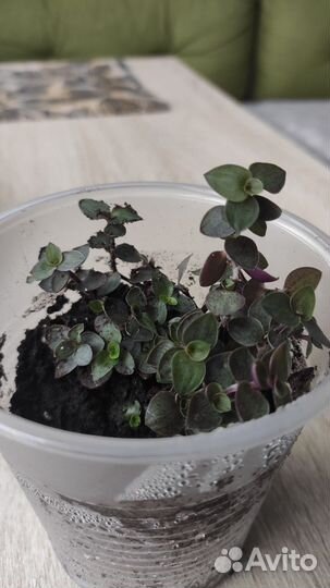 Каллизия ползучая