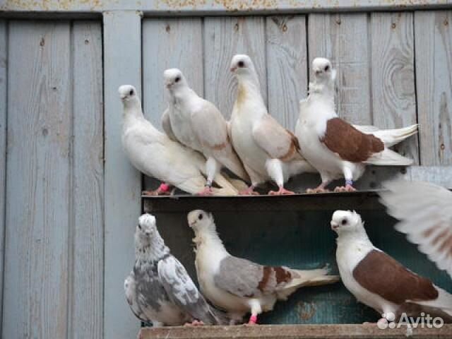 Продам голубей и других птиц