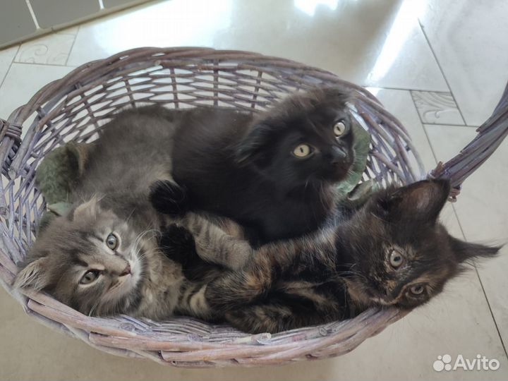 Котята в хорошие руки