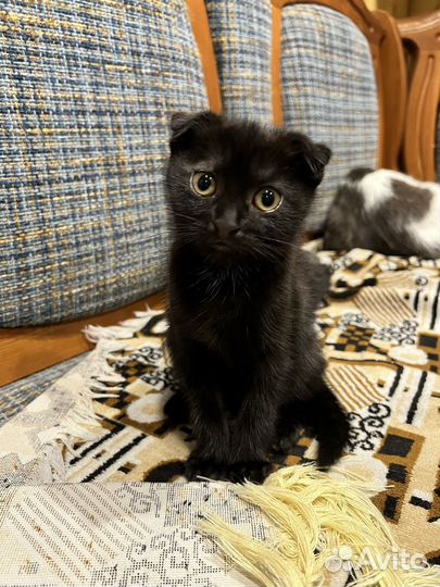 Кошка в дар