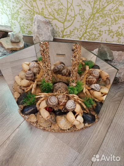 Морские ракушки раковины