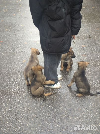 Щенки в добрые рукиПожалуйста