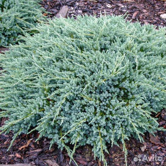 Саженцы Можжевельник