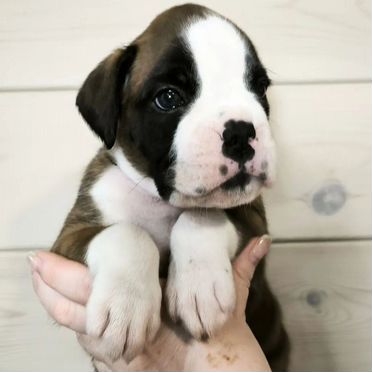 Боксер, щенок