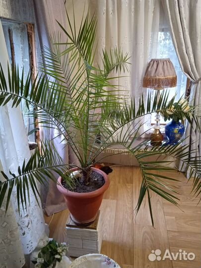 Финиковая пальма