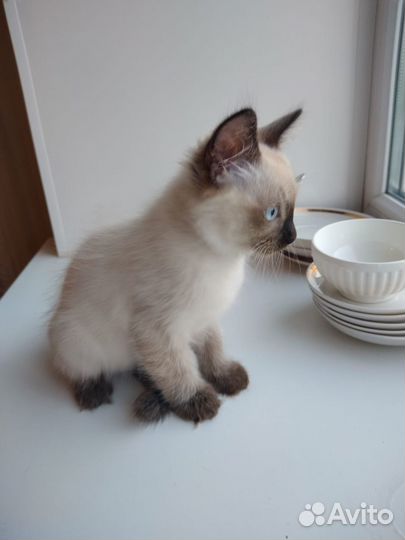 Котенок Гав
