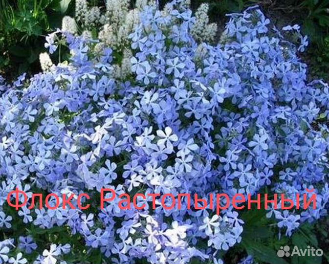 Бадан, бузульник, вербейник и т. д