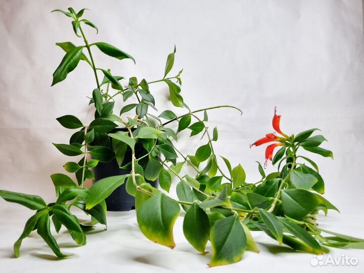 Эсхинантус жар птица