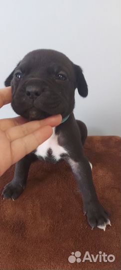 Щенки Кане Корсо г.Пермь(Култаево)