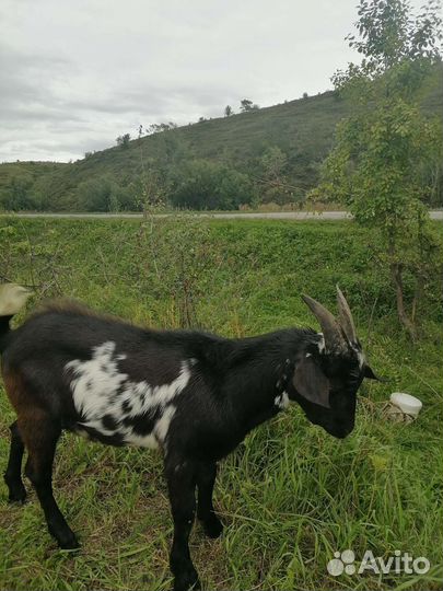 Козел альпийский