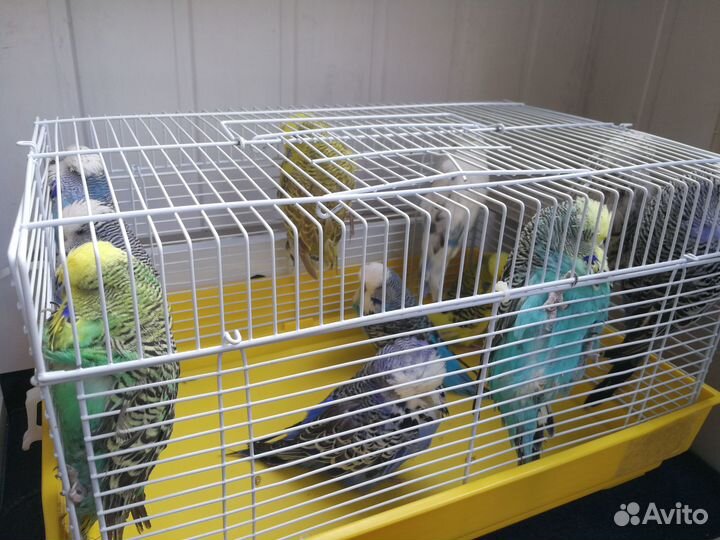Продам попугаев