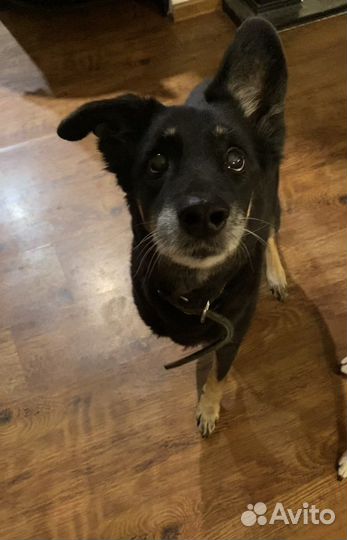 Собака в добрые руки