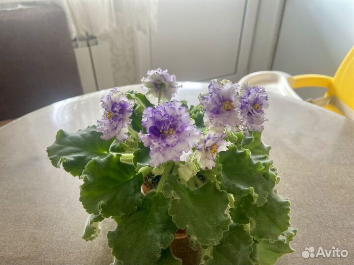 Сортовые фиалки