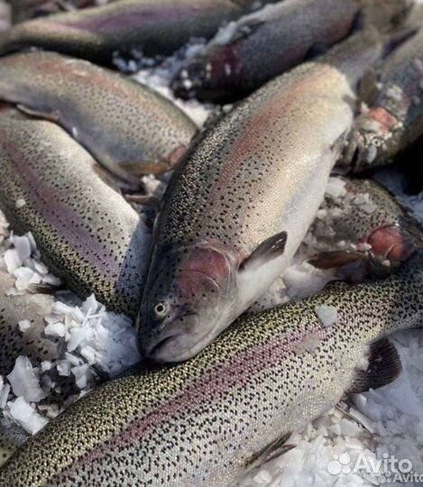 Крупная Форель с бесплатной доставкой пятница