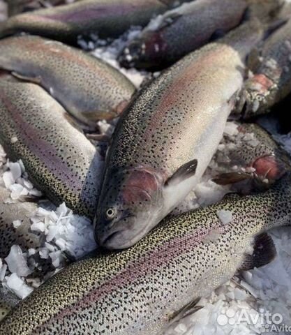 Крупная Форель с бесплатной доставкой пятница