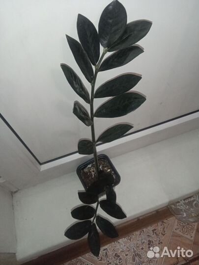 Замиокулькас черный равен, зензи и обычный