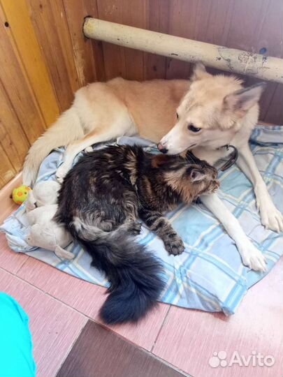 Мейн-куны мать, сын и их собака ищут дом