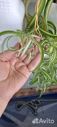 Хлорофитум кудрявый