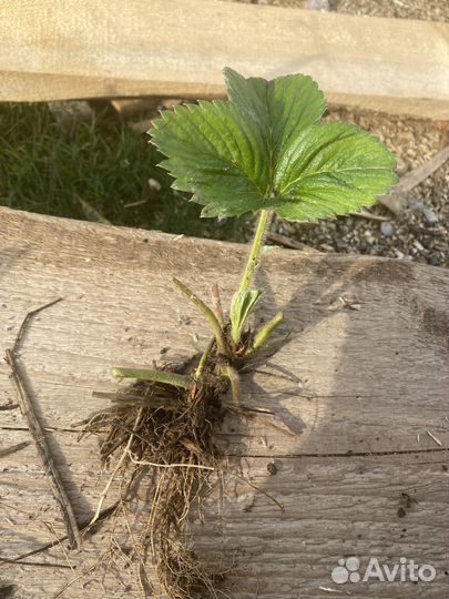 Рассада клубники