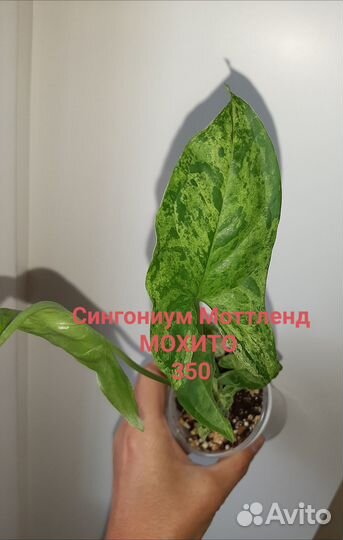 Сингониумы сортовые