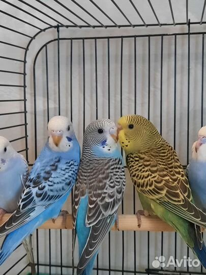 Волнистый попугай птенцы