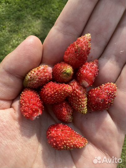 Земляника садовая рассада
