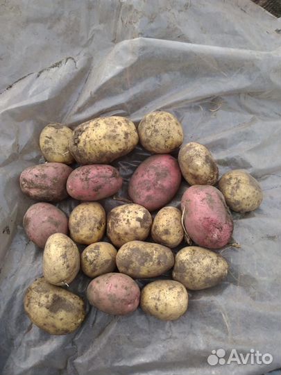 Продам картофель из с.Рыбалово. Томск-Северск