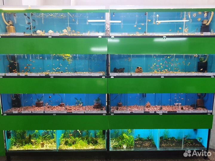 Аквариумные рыбки