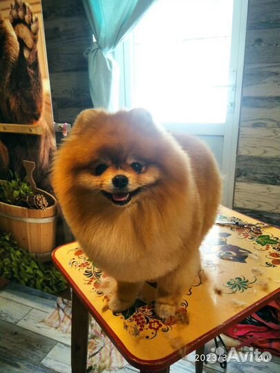 Стрижка собак и кошек