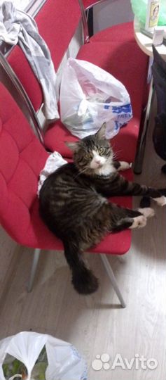 Кот мейн-кун