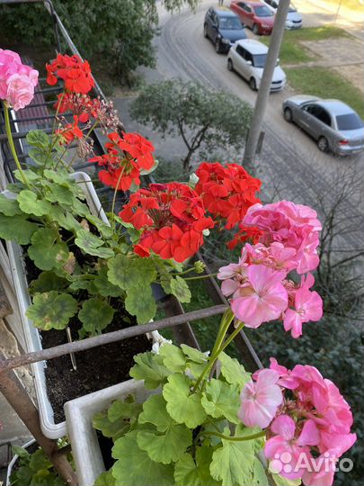 Герань пеларгония