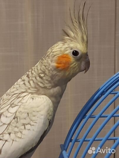 Попугай карелла