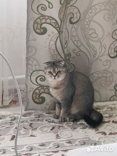 Шотландская шиншилла