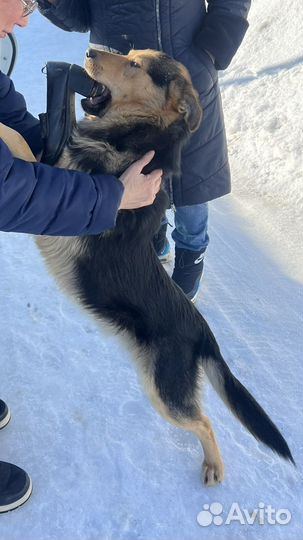 Собачка мальчик в добрые руки