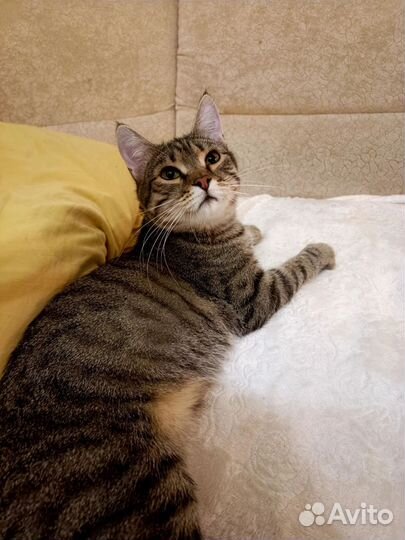 Усатый-полосатый Пунш 9 мес