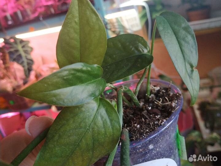 Излишки растений комнатных