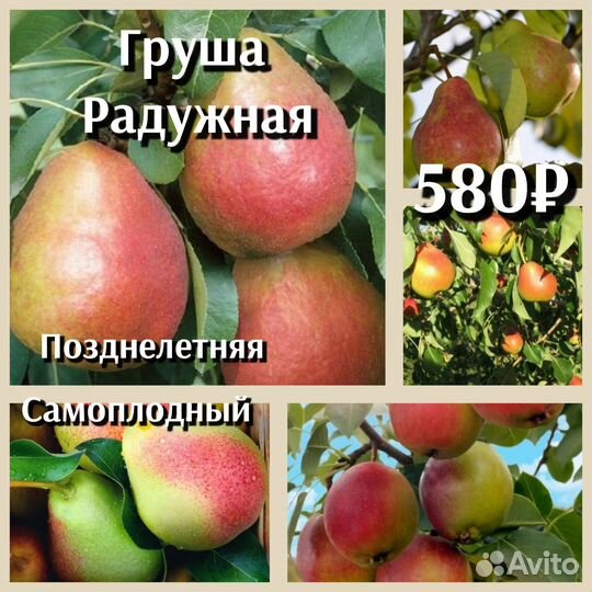 Груша саженцы 2ух летка