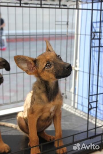 Щенки от маленькой собачки