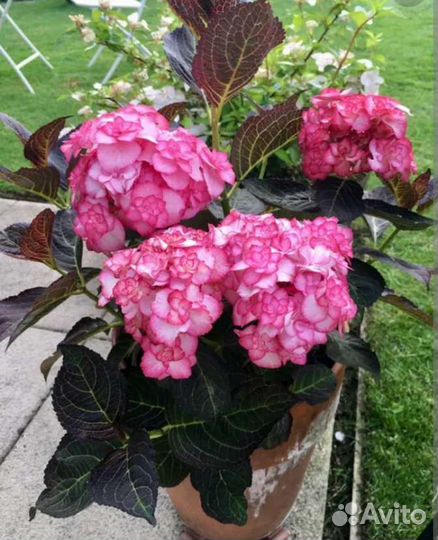 Гортензия крупнолистная - Мисс Саори