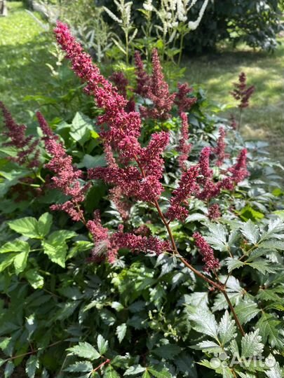 Цветы садовые астильба