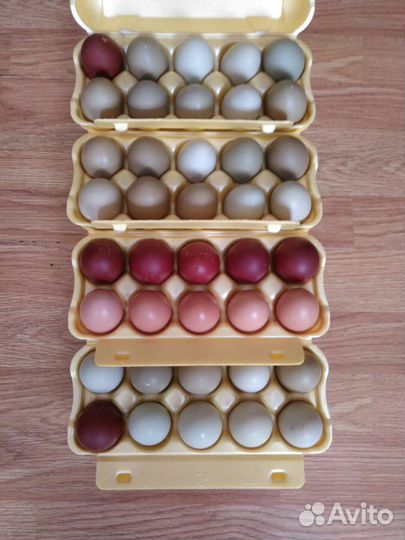 Петух Куры Маран