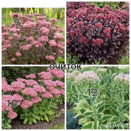 Низкорослые многолетники (читайте описание)