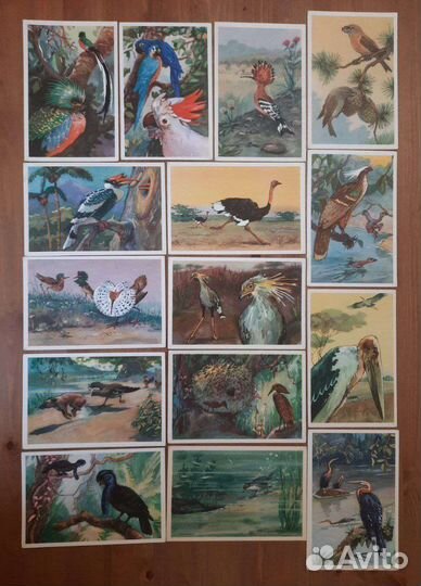 Чистая открытка ссср. Рисованные животные и птицы