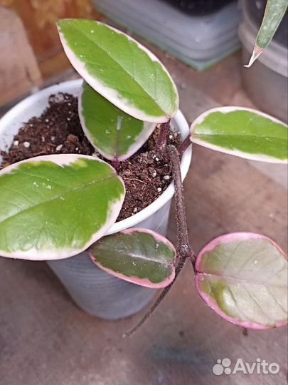 Хойя фламинго дрим