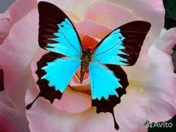 Живые тропические бабочки Parides anchises marthil