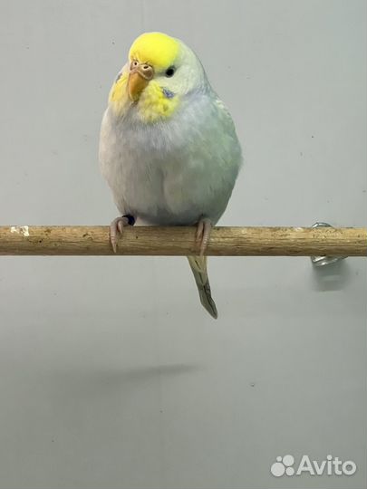 Волнистые попугаи девочки. Радужные, пинто