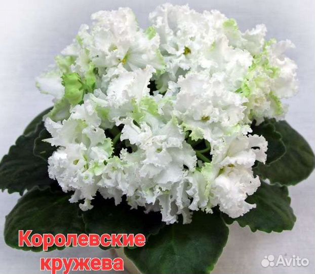 Сортовые фиалки листики