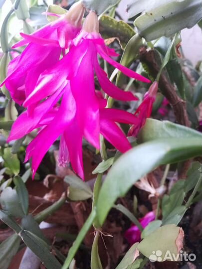 Цветок декабрист