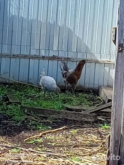 Индоутки Франция. Брама, амераукана петушки