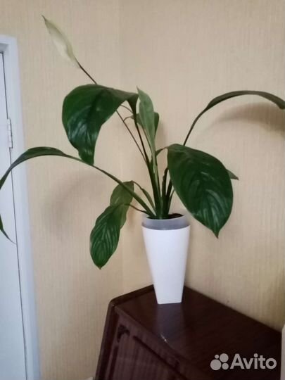 Спатифиллум сенсация